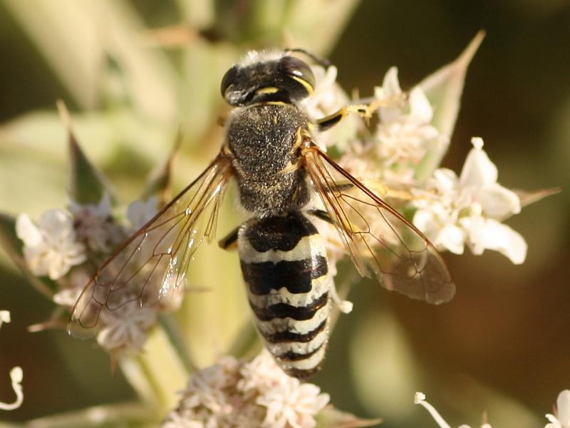 Bembix sp., Crabronidae